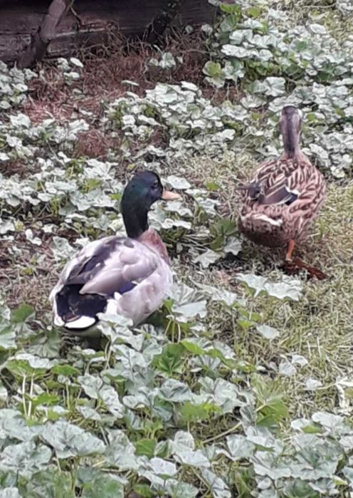 Vind 2cocoși  paduana,cemani,matase ,rațe sălbatice și araucana