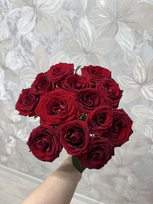 красные розы, свежиее