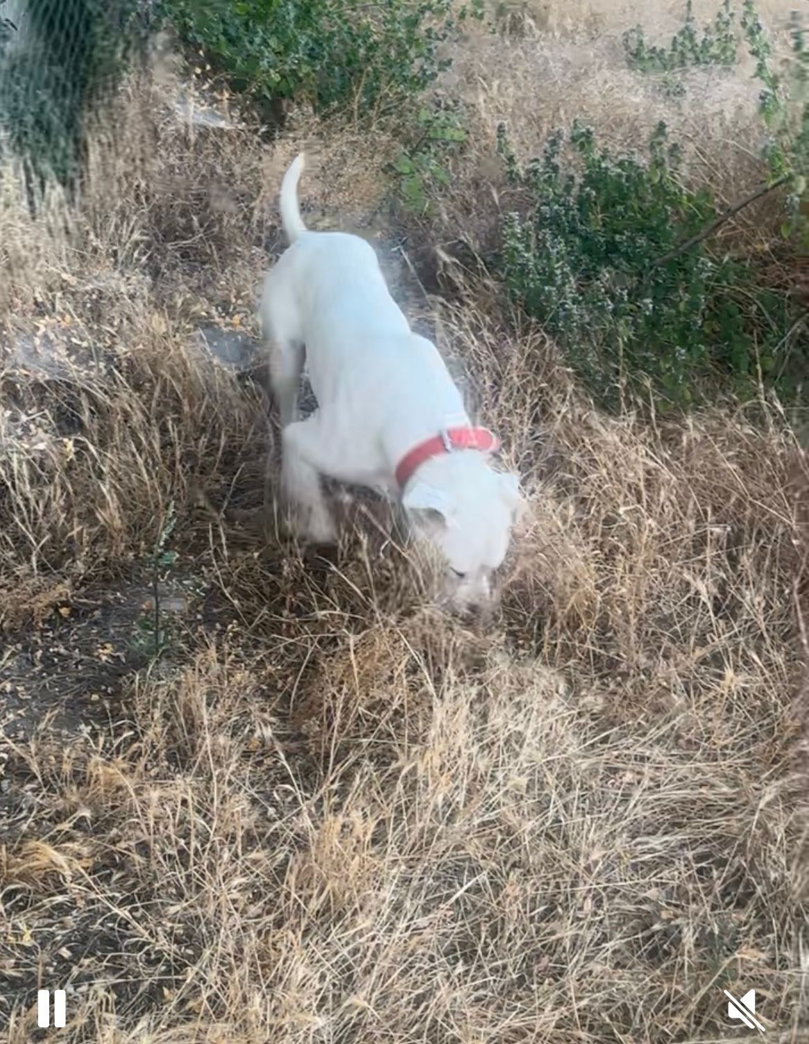 Dog argentino-femela