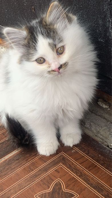 Отдам бесплатно котенка