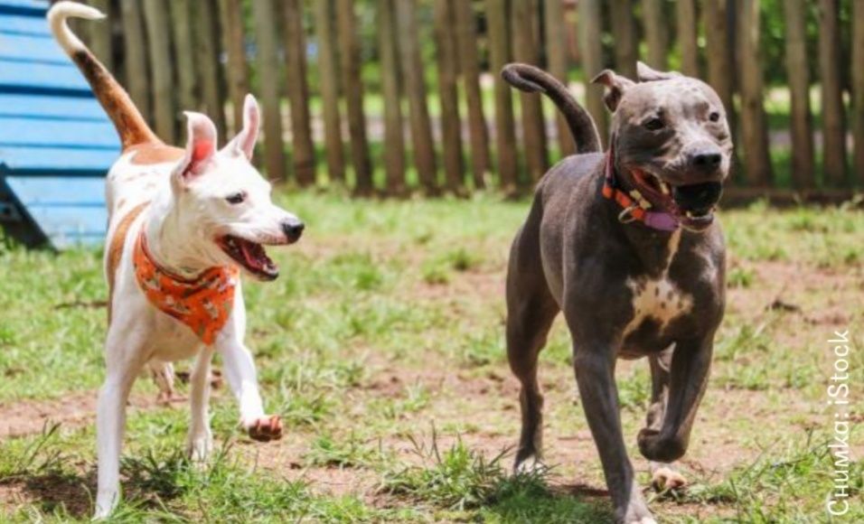 Разходка на кучета-12 лева!