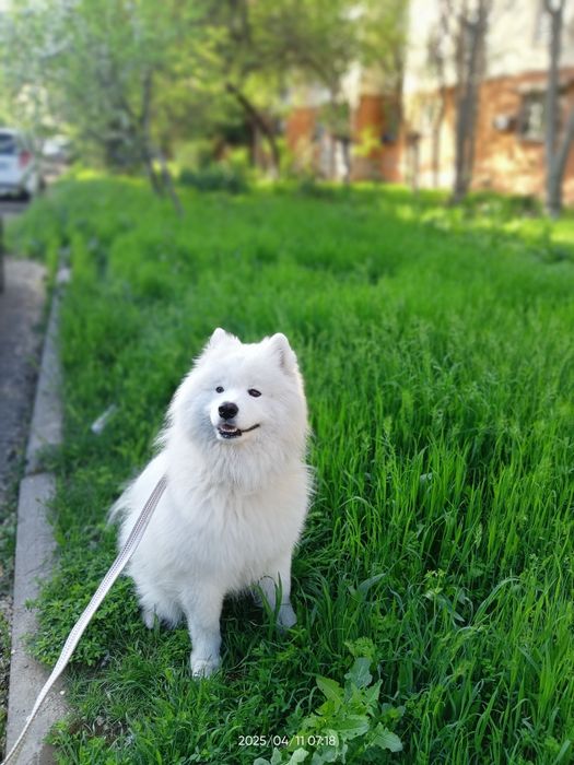 Самоед ищет невесту