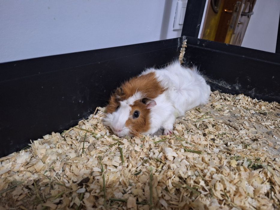 Продам двух морских свинок розечатых