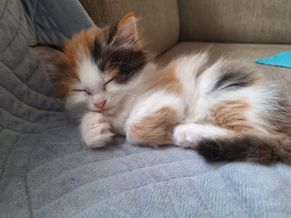 Отдадим в хорошие руки