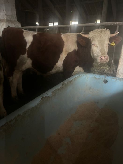 Taur bălțat pentru monta s-au sacrificat