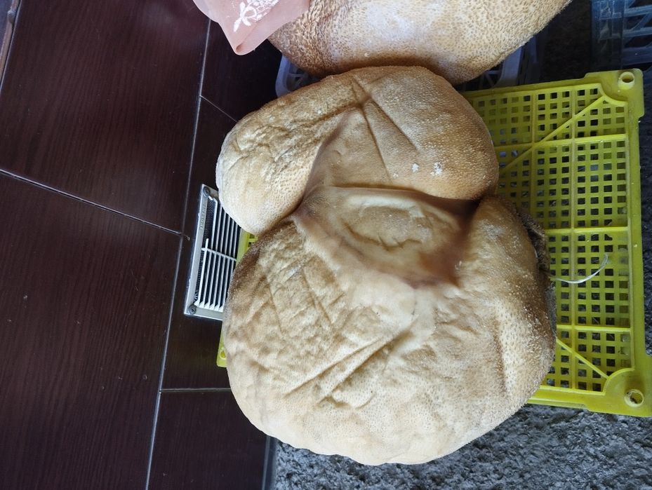 По 7000 тысяч тг Продам тулух пейнер (бринза)