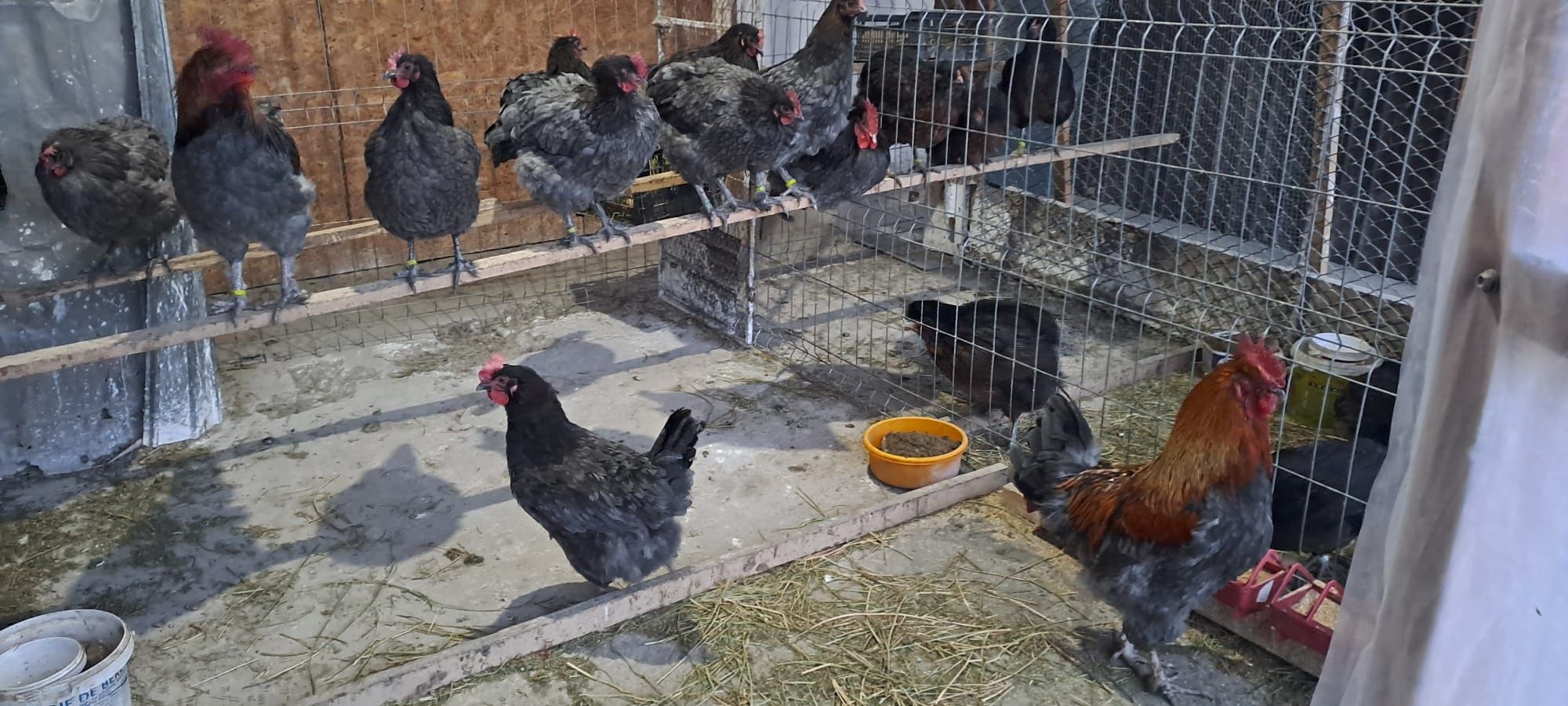 Ouă Marans si Araucana