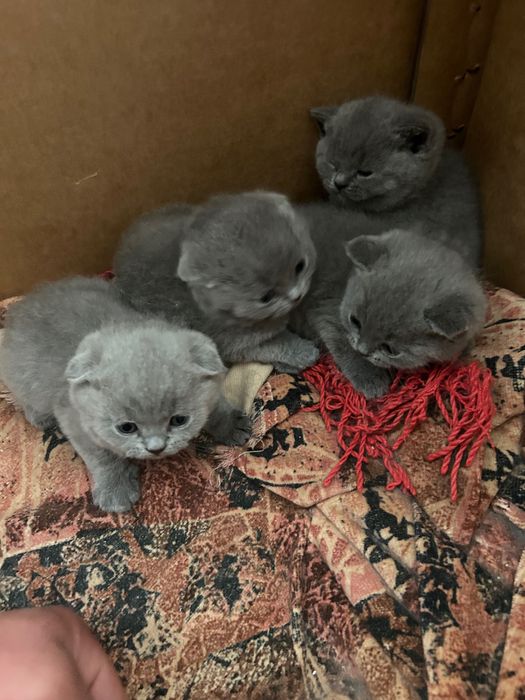 Котенца шотлански клепоухи и британчета