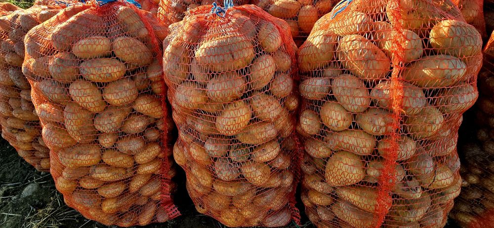 De vanzare - cartofi de consum!