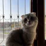 Скотиш Фолд. Вислоухий Шотландец