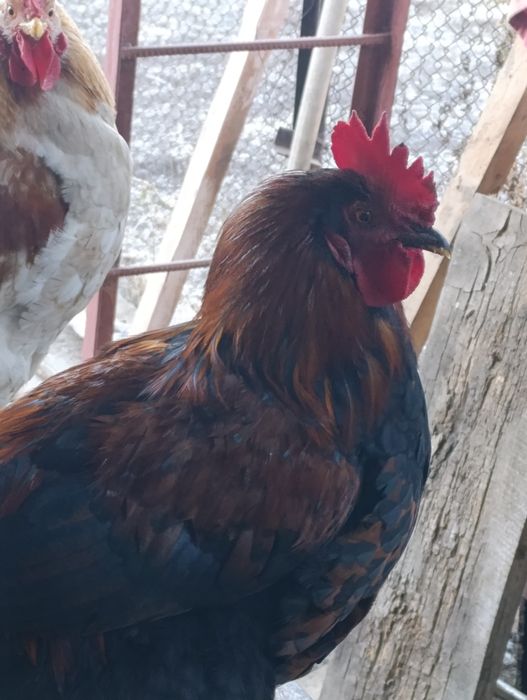 Продам петухов.6 штук ,разного окраса.