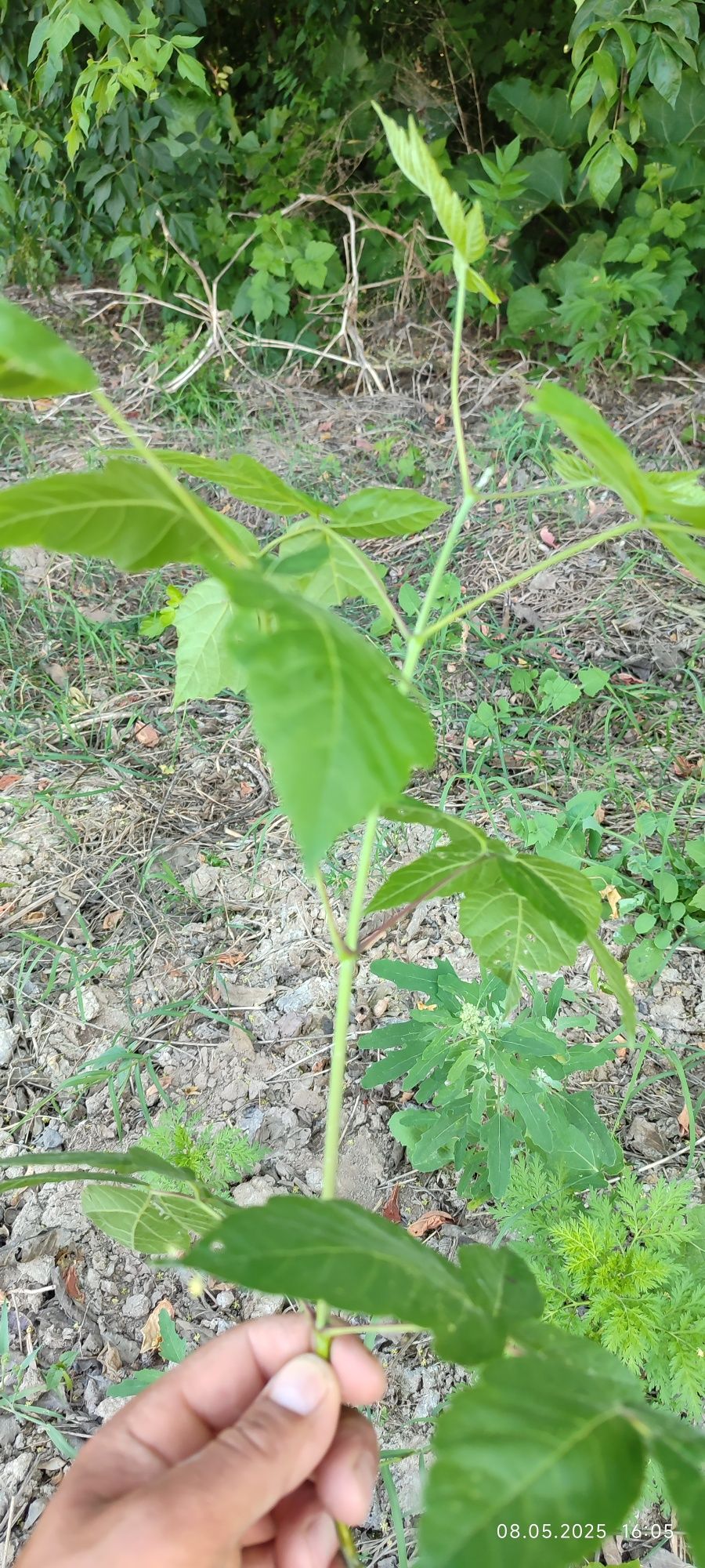 Manzarali daraxtlar,butalar