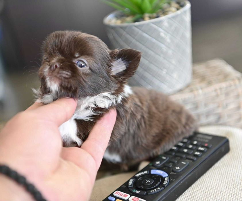 Женско дългокосместо мини чихуахуа шоколадово