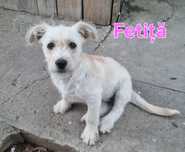Caut familii iubitoare pentru 2 pui de cățel adorabili!