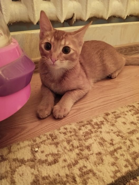 Отдам котика 4 месяца