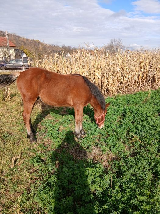 Mânz de 10 luni din părinți foarte buni