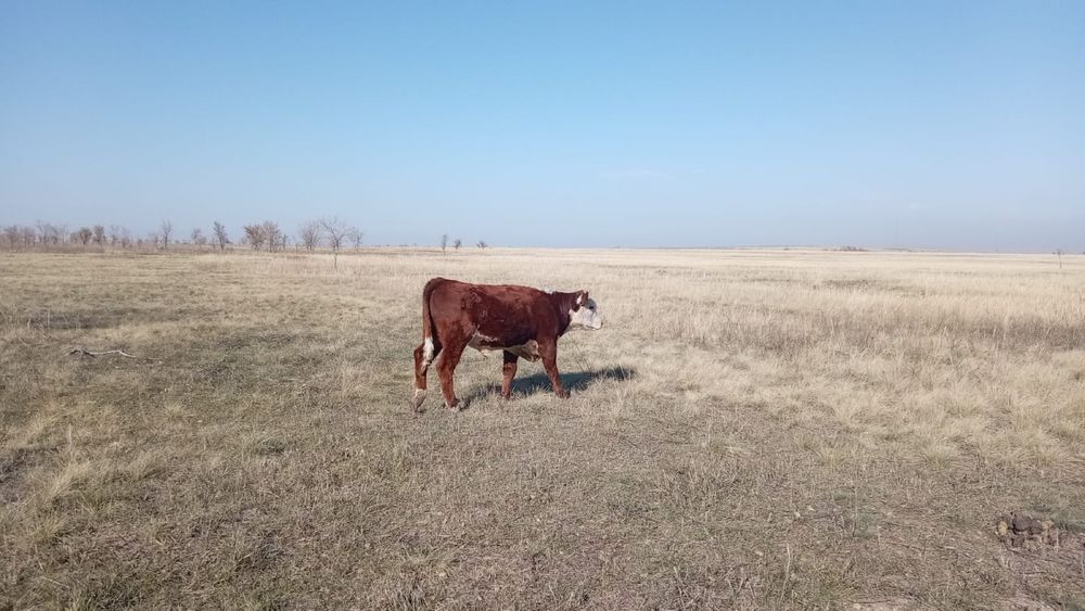 Бычки подсос мясной породы