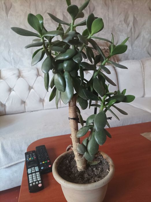 Комнатные растения