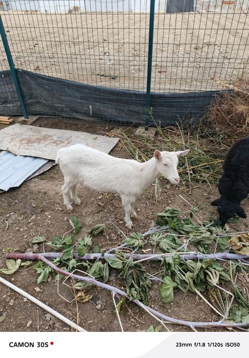 Занен эчки она бола тоза зот зотига жавоб икковиси ҳам такага мухтож