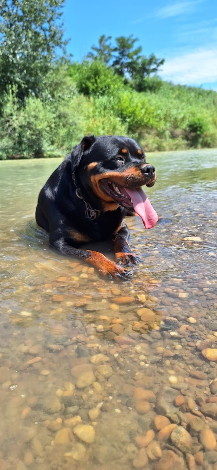 Rottweiler de vanzare femela