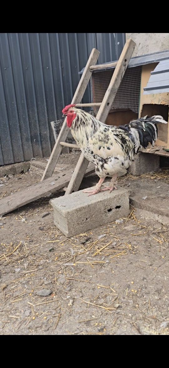 Gaini de ouă puicute 60 lei bucata, am si wiandotte portelan, etc