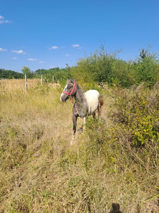 Manz rasa pinto foarte bland