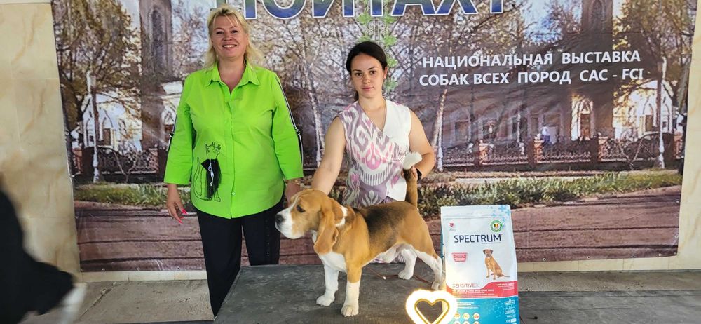 Кобель бигль на вязку