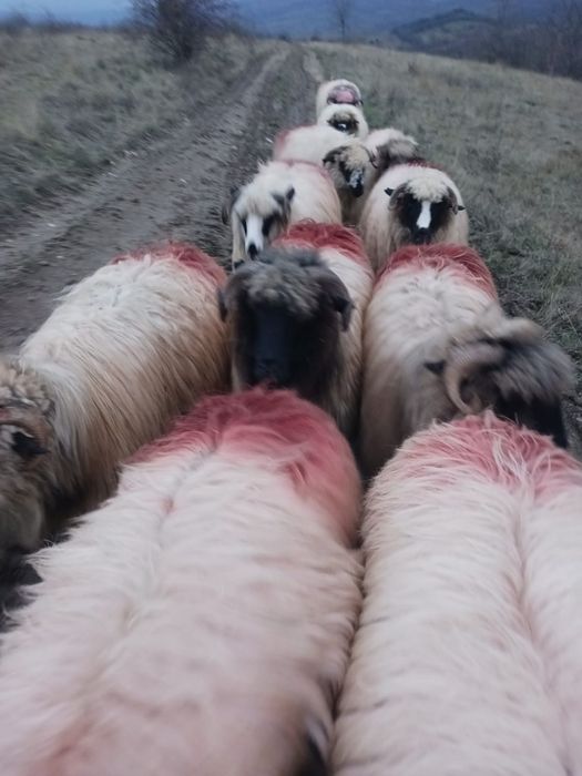 Oi si berbec de vanzare