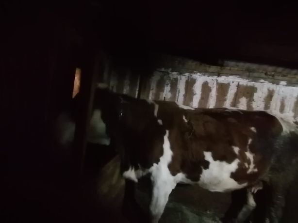 Vacă Baltata românească