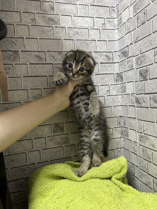 Продам вислоухого  котенка
