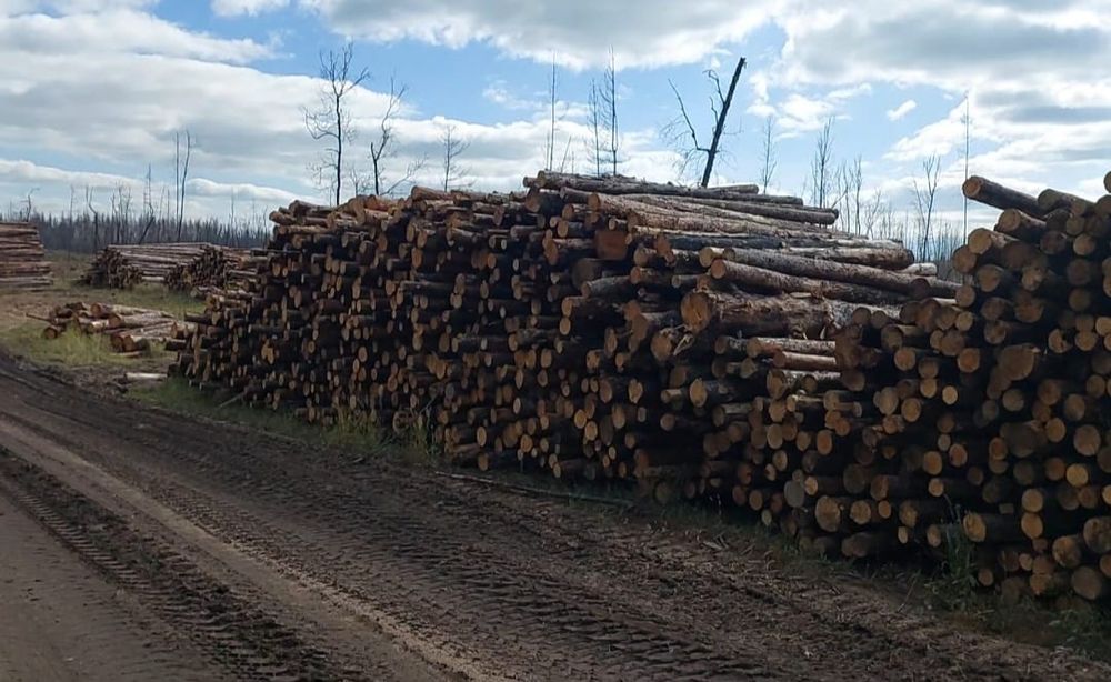 Продам лес в больших объёмах, Абайская область Бородулихинский район.