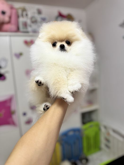Femela pomeranian fci pedigree
