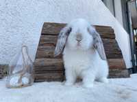 Iepuri pitici de companie berbec pitic/mini lop/holland lop