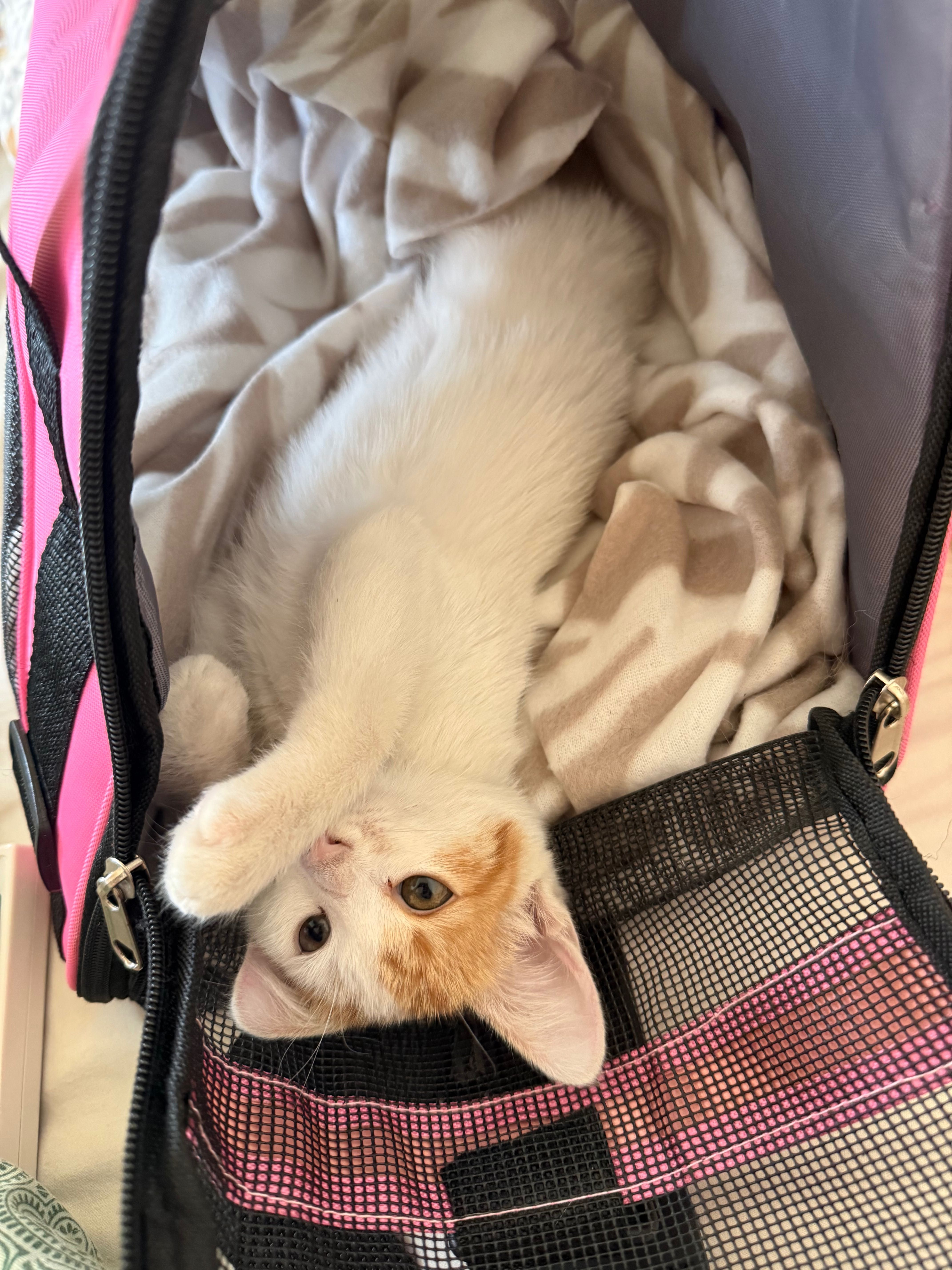 Спешно подарявам котка
