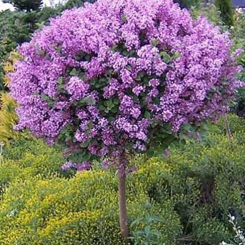 Pomi Oranamentali (Liliac Syringa Tip Copac )