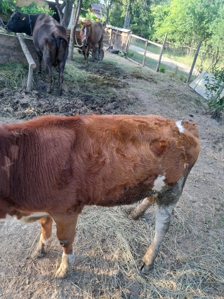 De vanzare vaca si junca