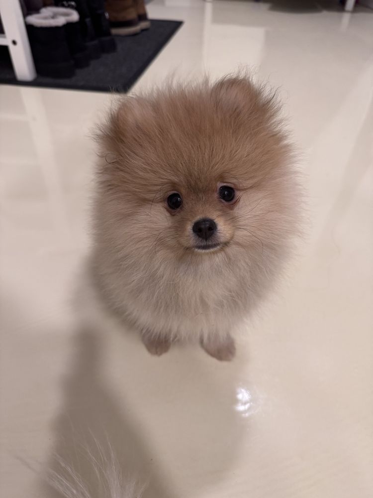 Mascul Pomeranian, pedigree FCI