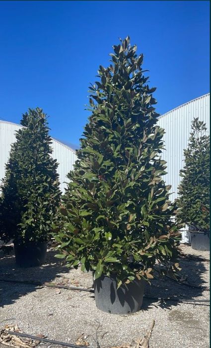 Magnolia grandiflora tufa 1.5m - 5m, calitate premium!