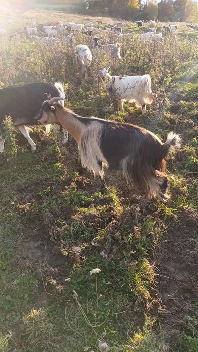 Vând capre și iede