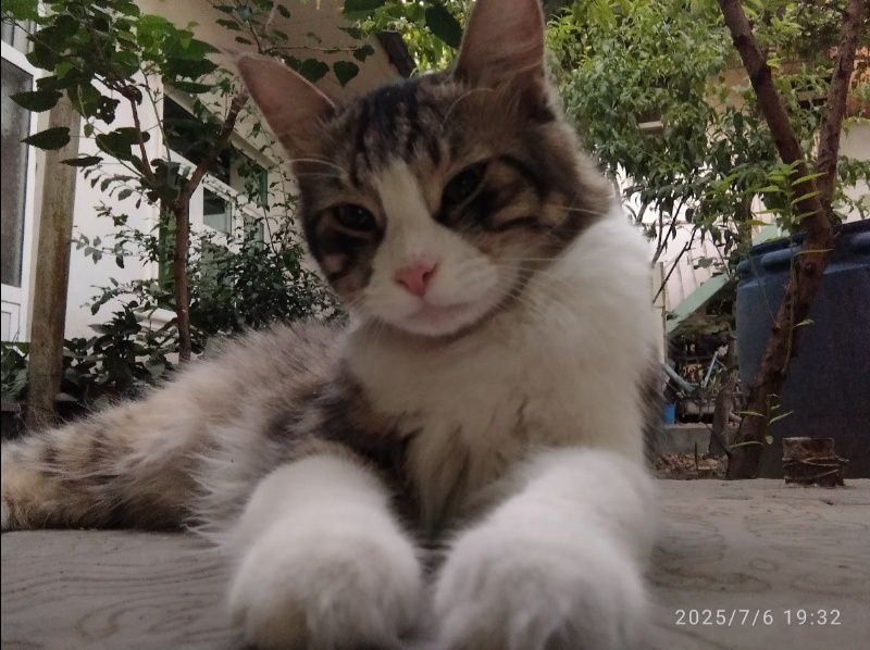 mushuk 1 yosh kasali yoʻq