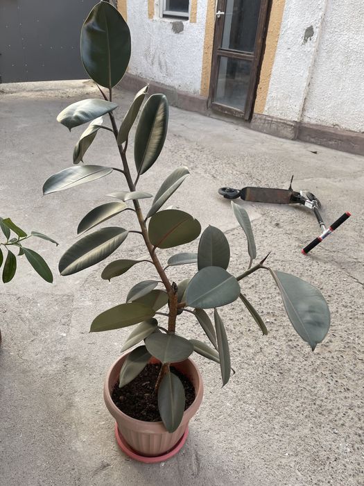 Фикус. Комнатное растение