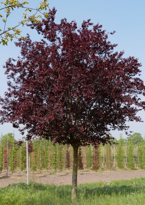 Copacii ornamentali mesteacan tei catalpa platan frasin oriunde in tar