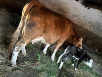 Vând vaca de 5 cani baltata