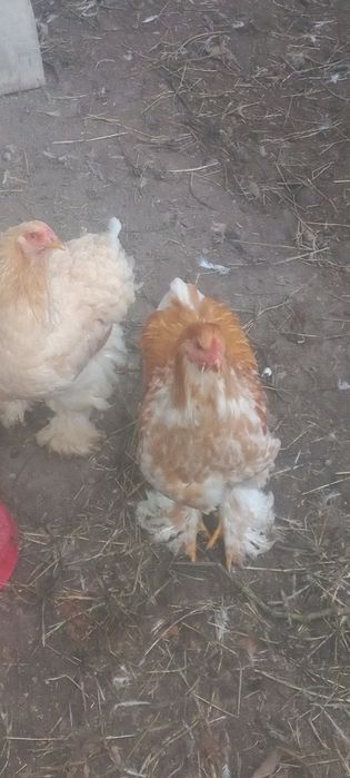 Продаётся петухи