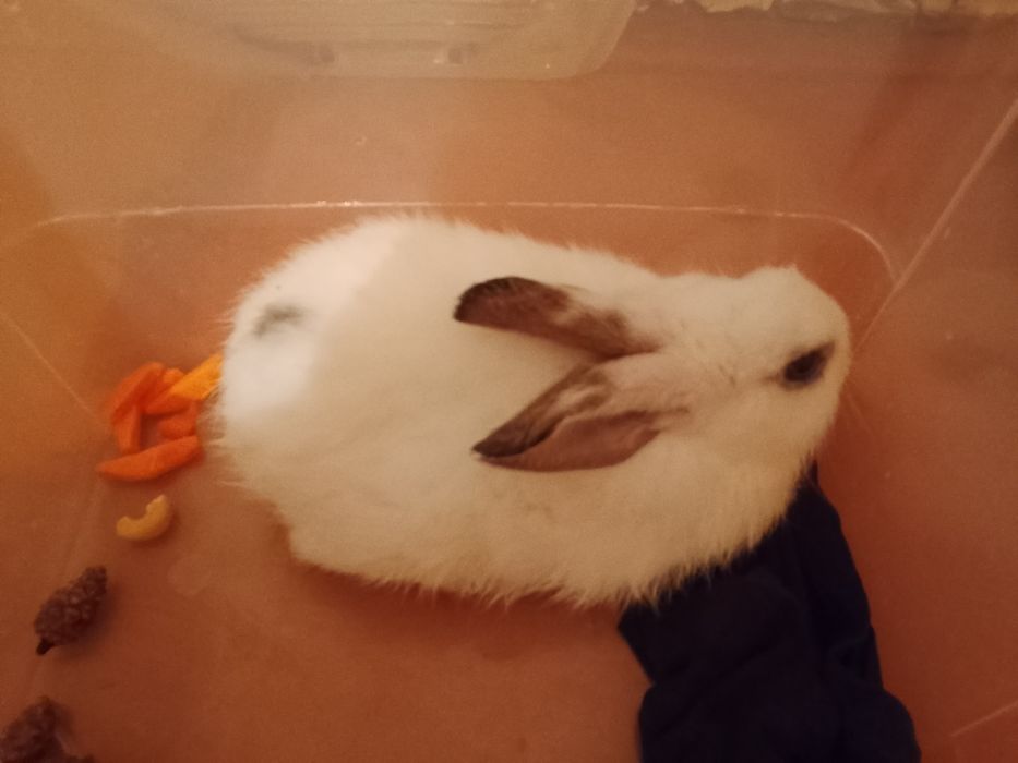 Декоративный кролик.