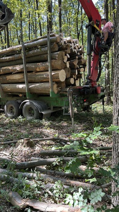 Lemn de foc FAG carpen STEJAR