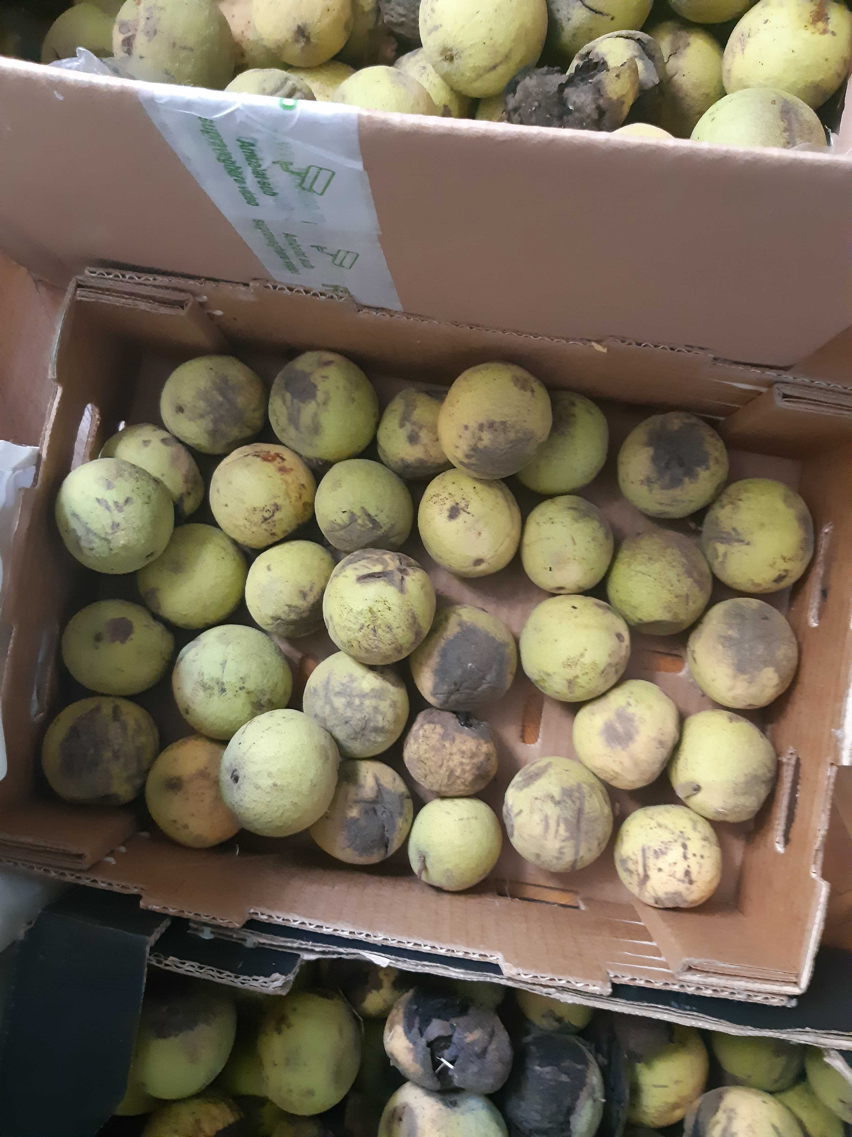 Vand nuci negre americane Juglans nigra recolta 2023