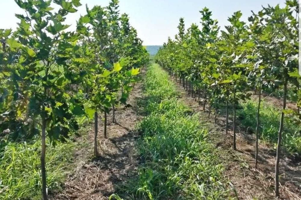 Tei de floare/mesteacăn /arbori ornamentali