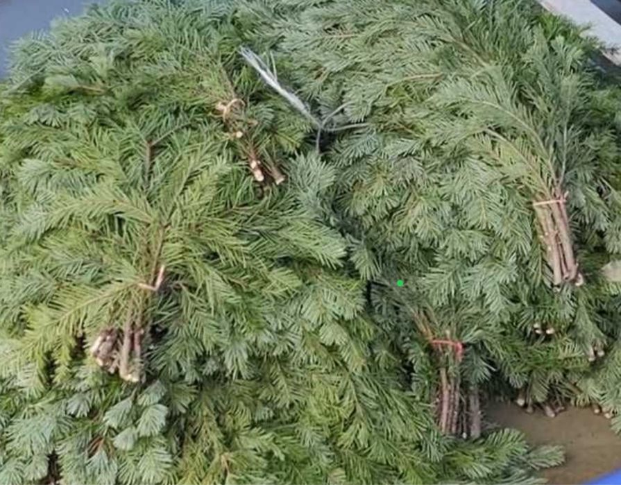 Пихтовые лапники, веники.Пихта