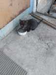 Dau pentru adoptie